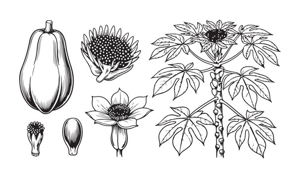 Papaya botanical illustration set including whole fruit flowers and tree trunk sketch in vintage engraving.