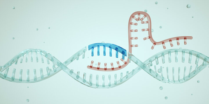 Gain-of-function research. A section of DNA is breaking apart. CRISPR-Cas9. Genetic medicine. Photo stock