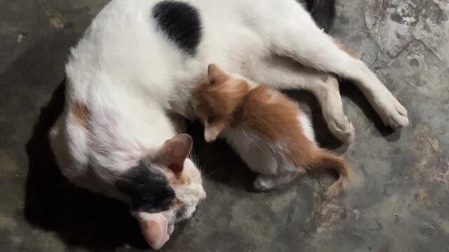 Small orange-white kitten nursing from adult cat with white fur and black-orange patches. Both lying on rough concrete floor, highlighting tender bond and nurturing moment.