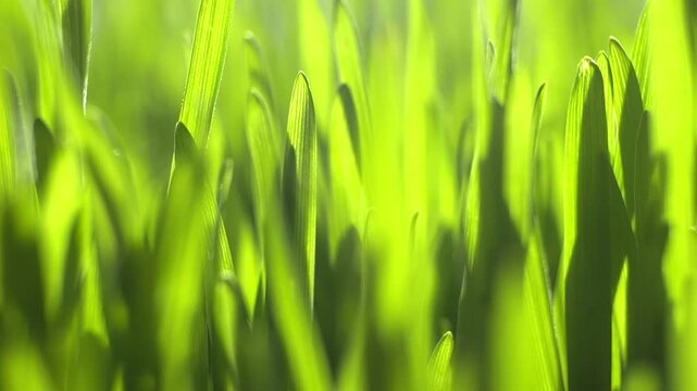 Fresh green grass blades sway gently in soft sunlight. Blades vary in height, creating natural depth. Sunlight filters through, highlighting vibrant green hues