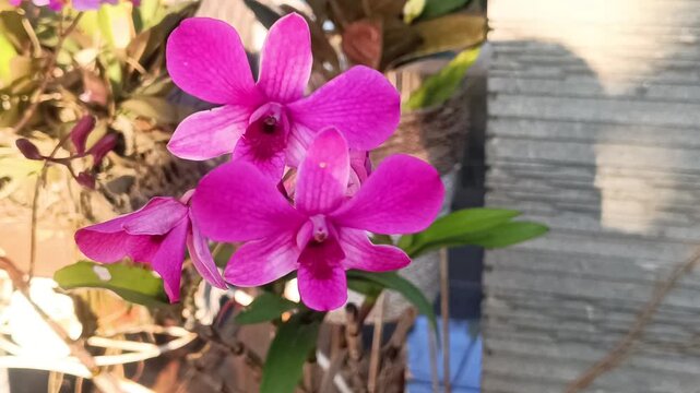 Macro video footage of pink orchids blooming in the morning is very beautiful