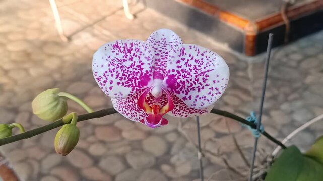 4k slow motion video footage of white orchid with purple spots in the garden under the morning sun