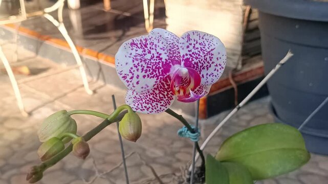 4k video footage of white orchids with purple spots in the garden around the house