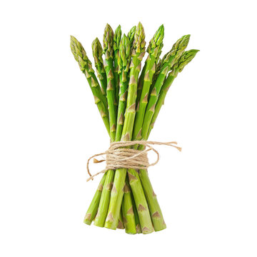 A bunch of fresh asparagus spears with vibrant green tips. full length isolate on transparent background