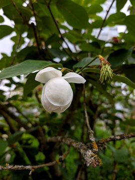Elegant Oyama Magnolia Bud Hanging from Textured Tree Branch