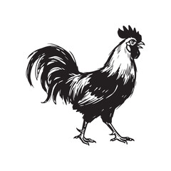 Hand Drawn Rooster Illustration, © Aprttidur