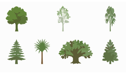 Green tree types icon set with elm birch eucalyptus cedar dracaena oak and pine labeled vector isolated on white © MdShakil