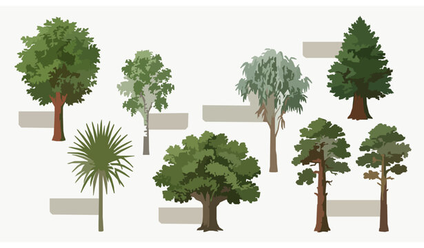 Detailed tree species infographic set with elm birch eucalyptus cedar dracaena oak and pine vector isolated on white