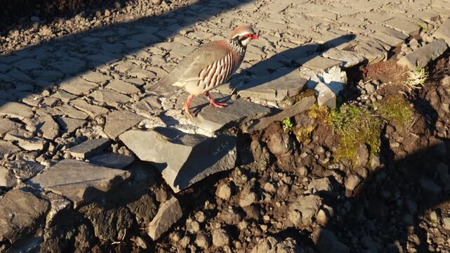 A close-up view of a wild partridge forage for food on rocky ground. The mood is natural and serene, showcasing natural wildlife in its environment. Pico do Arieiro, Madeira, Portugal