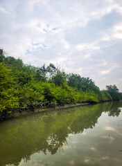 Fototapeta premium Serene Riverbank Mangrove Forest With Calm Water Reflection Under Cloudy Sky