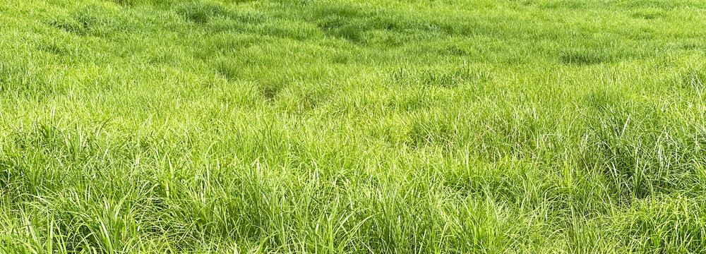 新緑の草が一面に広がる初夏の風景