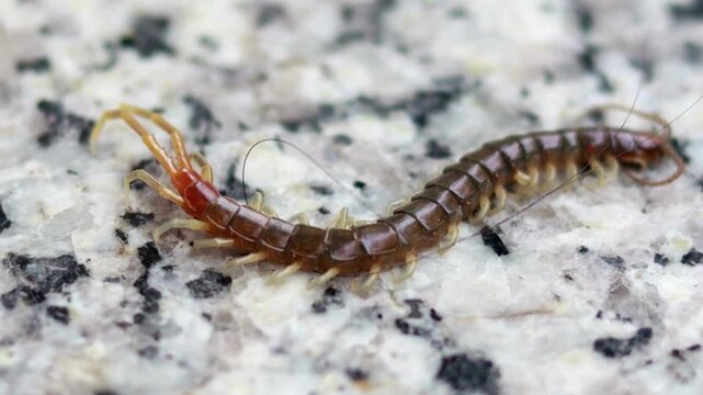 Close up video of brown centipede resting on stone