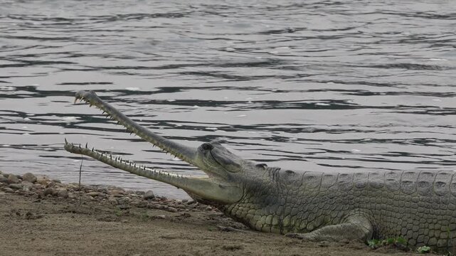 Large gharial resting on riverbank with jaws open