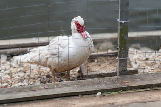 White Muscovy bird gazing attentively by metal post and gravel ground. Alert Muscovy duck displaying prominent red caruncle beside fence and gravel surface under soft light