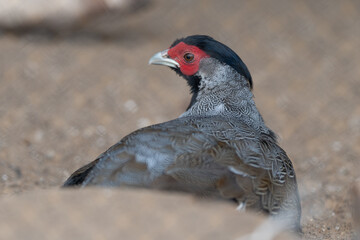 Obraz premium Closeup of alert pheasant in sandy surroundings. Intimate photograph capturing mottled grey pheasant standing vigilant in sandy desert environment with blurred backdrop