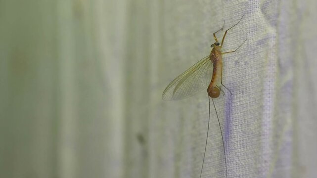 Close up view of mayfly resting on fabric