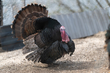 Vibrant male turkey showcasing feathers. Showy turkey with shimmering feathers and proud pose. Turkey presents striking display of vivid colors and proud stance in parade © beholdereye