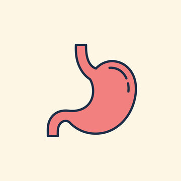 Medical Illustration of Human Stomach Depicting Digestive System Anatomy.