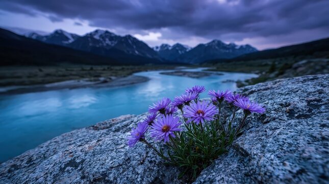 purple alpine aster blooming on rocky shore with turquoise glacial lake and misty mountain range at dusk