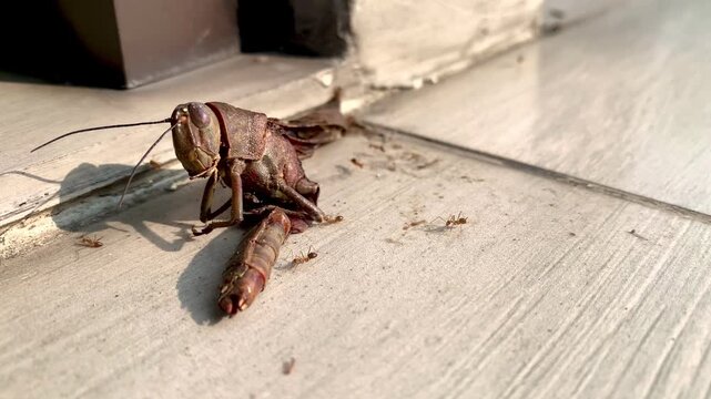 Large Brown Grasshopper and Ants on Tiled Ground in Natural Sunlight