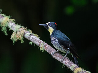 Fototapeta premium Acorn woodpecker perched on mossy branch in Colombian forest habitat
