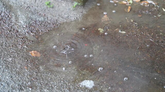 rain drops on the ground