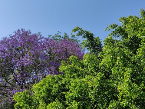 Beautiful purple jacaranda flowers and next to them an elegant green tree.Bellas flores de color morado de jacarandas y junto a su lado un elegante &aacute;rbol (56).verde(56)