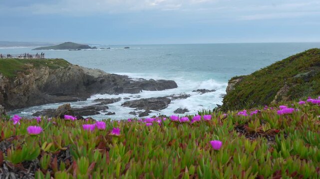 Dramatic cliffside ocean view featuring lush green ground cover with bright purple flowers. Waves crash on rocky shore, serene and majestic. Porto Covo, Setubal, Portugal