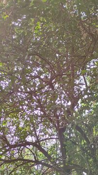 A small sparrow rests on the branches of the trees while singing.Un peque&ntilde;o gorri&oacute;n descansa sobre las ramas de los &aacute;rboles mientras canta.(14).
