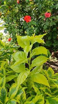 Beautiful green shrubs in a garden that dazzles with the sun's rays.Hermosos arbustos verdes de un jard&iacute;n que deslumbra con los rayos de sol(56).