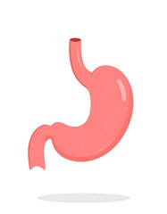 Fototapeta premium Human stomach anatomy illustration isolated.