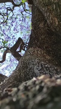 Close-up of an elephant trunk on a jacaranda tree in the afternoon.Primer plano de un elefante tronco de la planta de jacaranda por la tarde.(61)