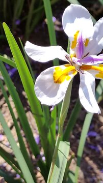 A pretty little white flower in the garden.Una linda y peque&ntilde;a flor de color blanco en el jard&iacute;n.(68)