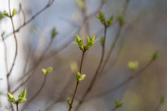 Early morning botanical closeup. Frail leaves and shoots in quiet morning ambiance. Fragile green sprouts on branch captured in soft morning illumination with shallow field