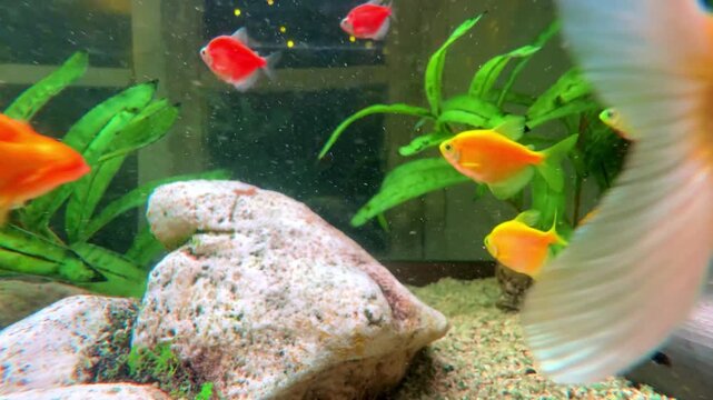 Colourful blue aquarium with lovely coloured mixed tropical fish. Rocks coral and plants in their magical light colours fish tank