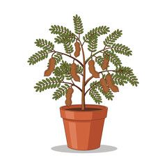Naklejka premium Tamarind tree illustration in a pot against a white background for design