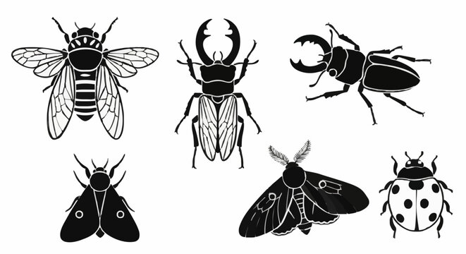 vector drawings of insects. Cicada, stag beetle, bumblebee, night moth, ladybug siluet