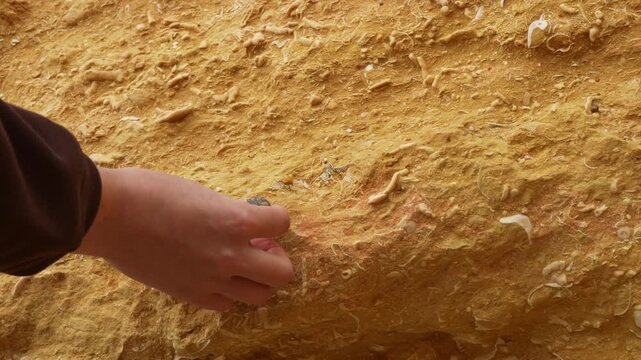 A close-up shot shows a hand carefully revealing shell fossils embedded within a sandstone rock. The mood is curious and calm, set in an archaeological or geological site. This could be used for docum
