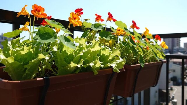 Vibrant Balcony Garden With Colorful Nasturtium Flowers And Lush Green Lettuce In Sunny Urban Setting