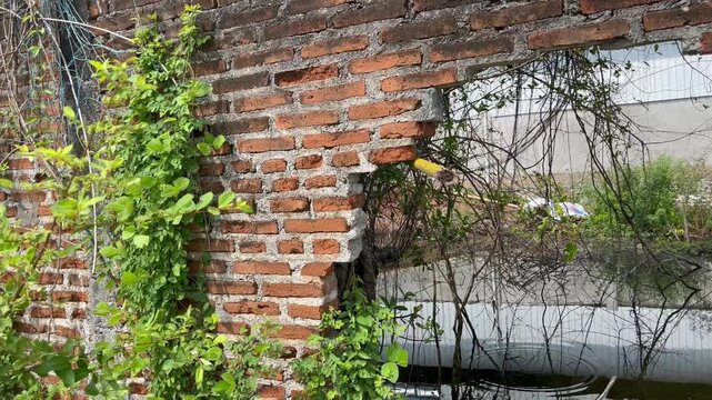 Old Broken Red Brick Wall with Creeping Ivy Plants