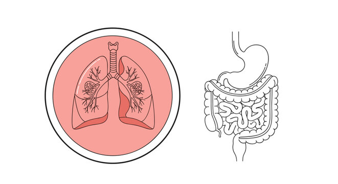 Comparative anatomy illustration of human lungs with infection spots in a circle next to the entire digestive system outline.