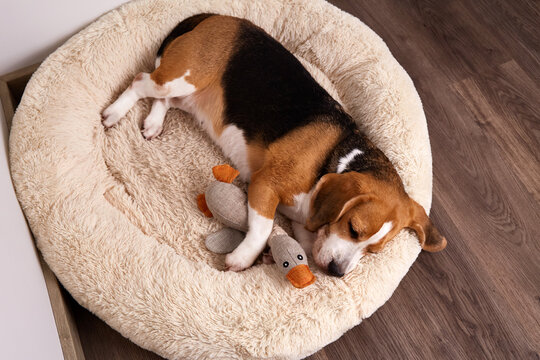 Beagle dog sleeping curled up on a plush bed with a soft toy, enjoying a peaceful nap in a quiet indoor setting