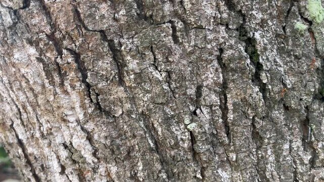 tree bark texture