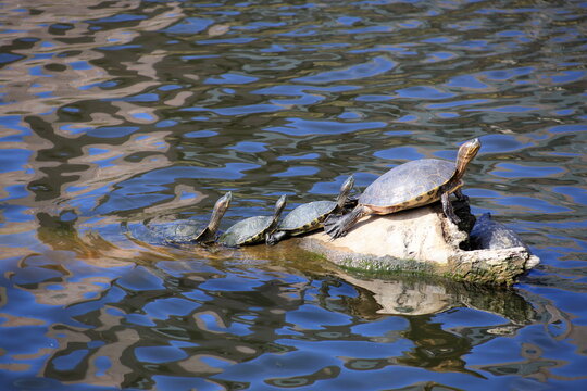 Turtles Basking on Rock in Rippling Water