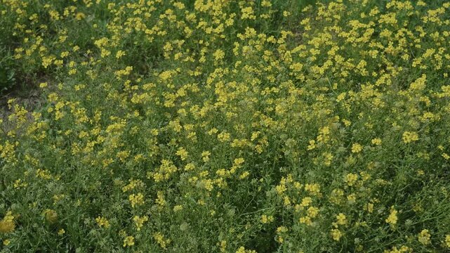 Aerial view yellow wildflower meadow bursting with mustard blooms over green grass, close drone sweep reveals dense carpet of flowers, subtle soil patches and textured foliage, seasonal spring