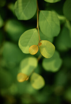 Harmony, Authentics, Green leaf vertical composition minimal nature background