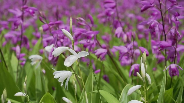 Tokyo,Japan - May 3, 2026: Urn orchid or Bletilla striata Reich