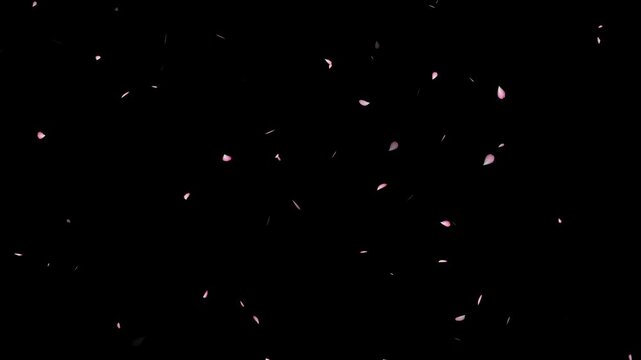 Cherry blossom spray and cherry blossom slow fall. pink petals overlay alpha channel, sakura petals drifting,  Rose petals drifting in the wind. Pink cherry blossom petals falling gracefully,