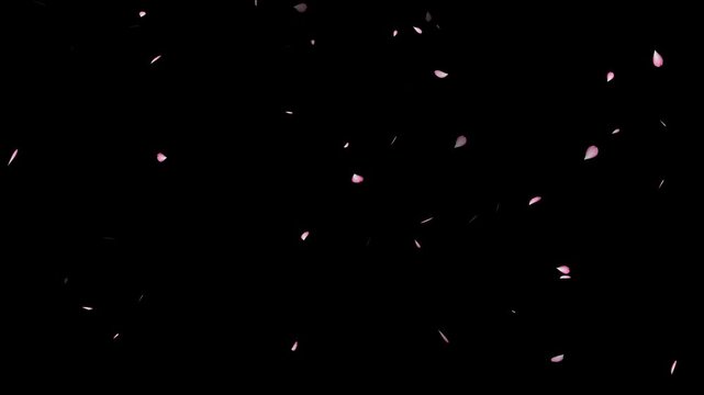 Pink cherry blossoms falling in slow motion on black screen. autumn leaves falling background and orange leaves , spring cherry flowers petals falling alpha channel animation.