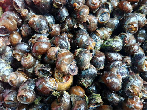 Close-up of a Freshwater Snail (Pila Ampullacea)
